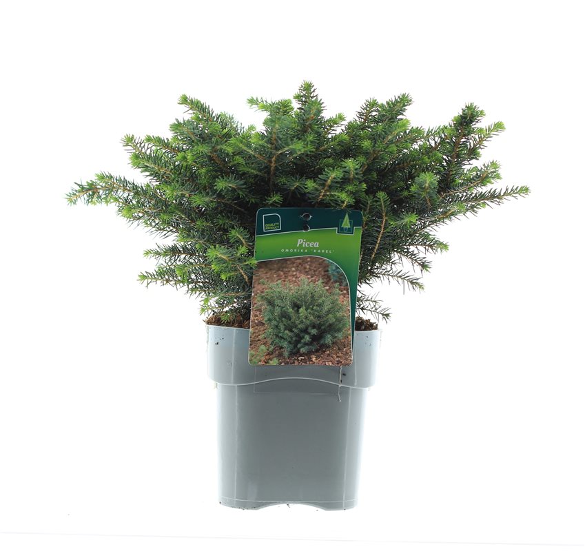 Ель сербская Карел